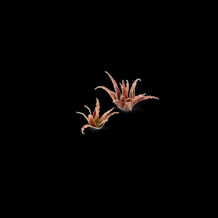 WarForge - Red Aloe - Warhammer