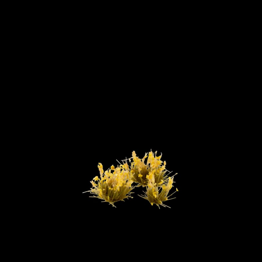 WarForge - Dandelion Tiny Flowers - Warhammer