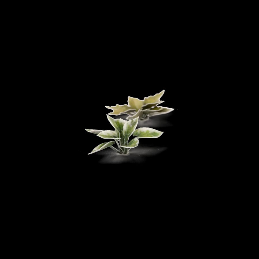 WarForge - Plantain Lily - Warhammer