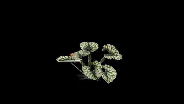 WarForge - Bugloss - Warhammer