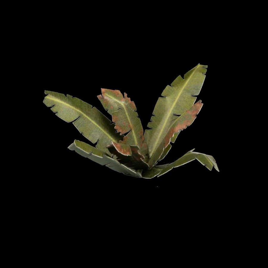 WarForge - Banana Tree - Warhammer
