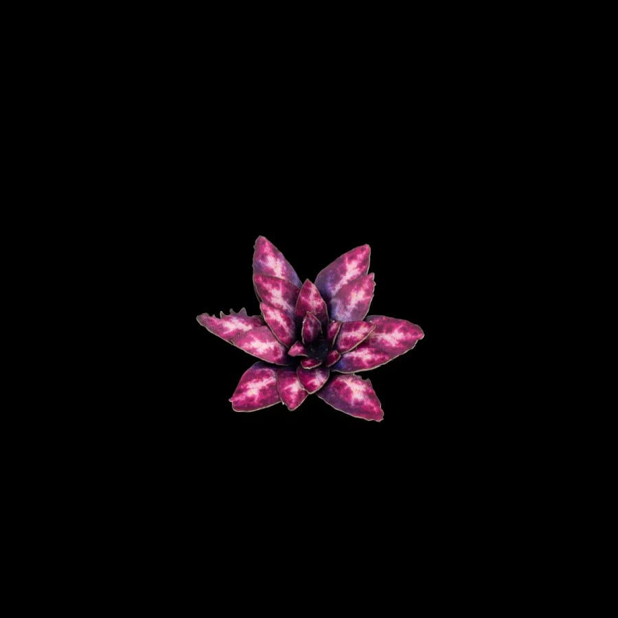 WarForge - Alien Rosette - Warhammer